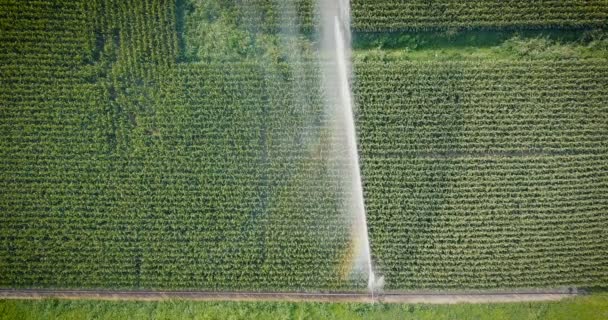 Sistema Irrigação Aérea Campo Milho Visão Completa Corrente Água Dos — Vídeo de Stock