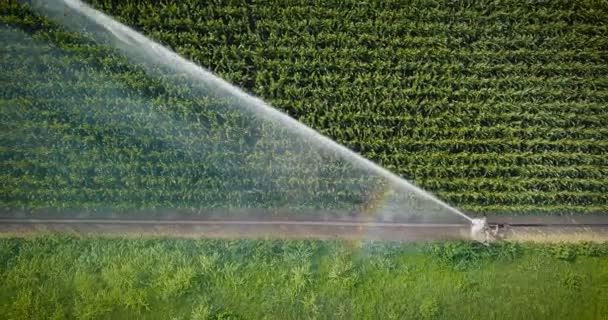 Luchtfoto Van Maïs Veld Irrigatiesysteem Buizen Water Stroom Compleet Overzicht — Stockvideo