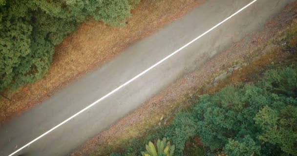 森の中で道路の真ん中に低霧走っている人の空撮 ランニング フィットネス ライフ スタイル — ストック動画
