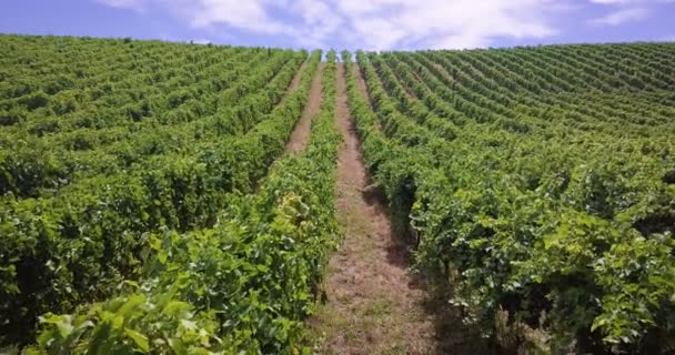 赤と白ワインのブドウの収穫は トスカーナの丘やイタリア北部のシーズン中にブドウのブドウ園の収穫空中ビューの空中 ワインと伝統的なイタリアのブドウ品種 — ストック動画