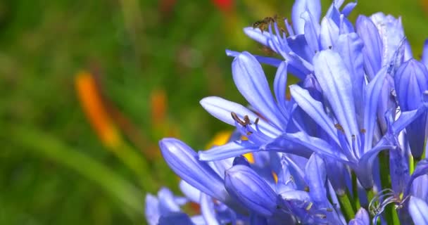 Extreme Makroaufnahme Einer Bunten Blume Auflösung Konzept Bunte Und Perfekte — Stockvideo