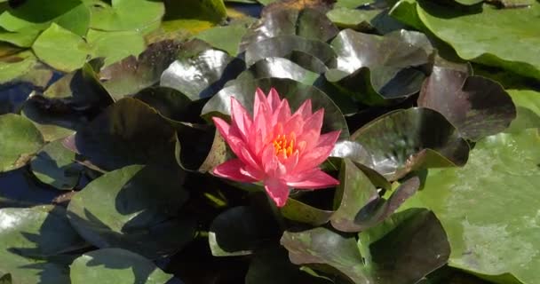 Extreme Makroaufnahme Einer Bunten Blume Auflösung Konzept Bunte Und Perfekte — Stockvideo