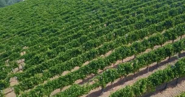 赤と白ワインのブドウの収穫は トスカーナの丘やイタリア北部のシーズン中にブドウのブドウ園の収穫空中ビューの空中 ワインと伝統的なイタリアのブドウ品種 — ストック動画