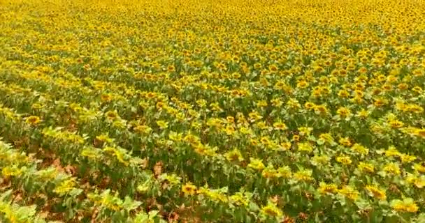 On a sunny day, a beautiful colorful sunflower, yellow, orange, black close-up on a nature background. Concept: sunflowers, ecology, bio product, seeds, sunflower plant, greens, fields of sunflowers. — Stock Footage Sunny Day Beautiful Colorful Sunflower Yellow Orange Black Close Nature Royalty Free Stock Video