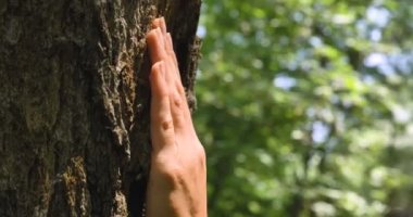 Güneşli bir günde, bir ağaç kabuğu, bir insan eli dokunur bir ağaç, uzun dallar, yeşil yaprakları. Konsept: çok yıllık bitki, ağaç, kaydetmek gezegen, canlı bitkiler, yaşam, enerji, çakralar kökleri.