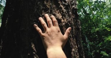 Güneşli bir günde, bir ağaç kabuğu, bir insan eli dokunur bir ağaç, uzun dallar, yeşil yaprakları. Konsept: çok yıllık bitki, ağaç, kaydetmek gezegen, canlı bitkiler, yaşam, enerji, çakralar kökleri.