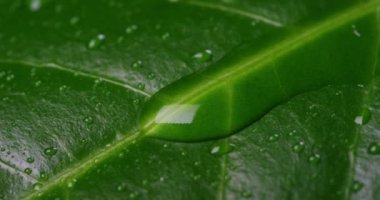 tam kare video ıslak yeşil yaprak yüzeyi  