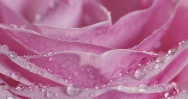 yakın, pembe gül yaprakları makro video çiy ile