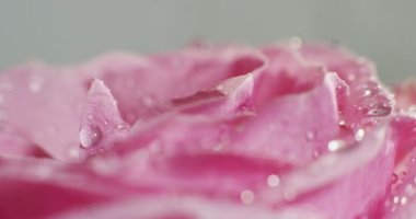 close up, macro video of pink rose petals with droplets