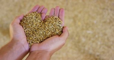 Ocağın genç bir çiftçinin elinde kalk ve aşırı ağır çekimde biraz karışır ' hububat, arpa, yazıldığından, Mısır buğday kalitesini kontrol etmek için. besleme ve biyografi kavramı. aşk doğa bağlantı için .