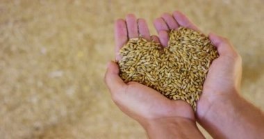 Ocağın genç bir çiftçinin elinde kalk ve aşırı ağır çekimde biraz karışır ' hububat, arpa, yazıldığından, Mısır buğday kalitesini kontrol etmek için. besleme ve biyografi kavramı. aşk doğa bağlantı için .