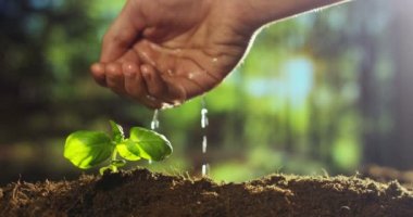 kısmi görüş video, ağır çekim video kişi el zemin arazi küçük bitki yetiştirme sulama 