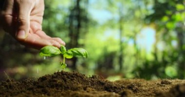 ağır çekim video kişi el yere kara orman küçük bitki yetiştirme sulama 