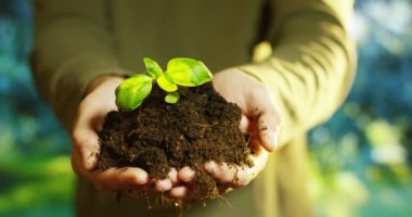 kısmi görünümü, küçük bitki yetiştirme ile zemin toprak holding kişi el eller ağır çekim video 