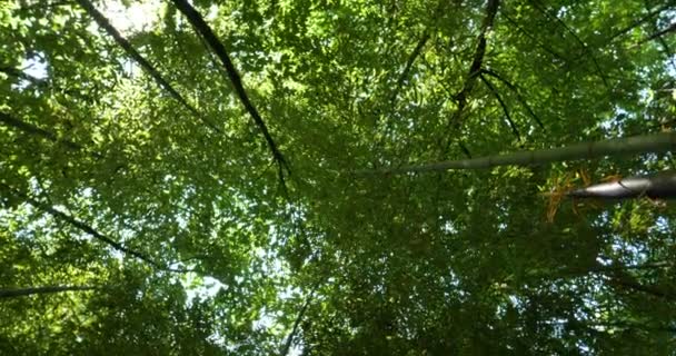 Día Soleado Árbol Con Corteza Una Mano Humana Toca Árbol — Vídeo de stock