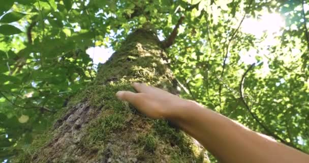 Dia Ensolarado Uma Árvore Com Casca Uma Mão Humana Toca — Vídeo de Stock