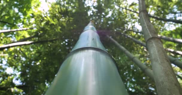 Día Soleado Árbol Con Corteza Una Mano Humana Toca Árbol — Vídeo de stock