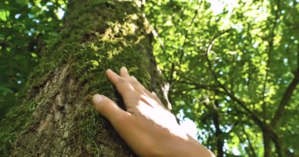 Solig Dag Ett Träd Med Bark Vidrör Mänsklig Hand Ett — Stockvideo