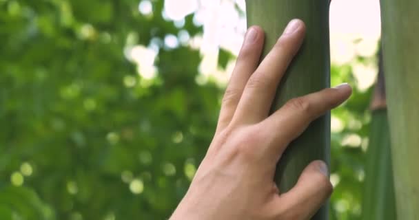 Día Soleado Árbol Con Corteza Una Mano Humana Toca Árbol — Vídeo de stock