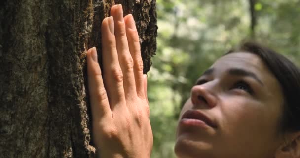 Par Une Journée Ensoleillée Arbre Écorce Une Main Humaine Touche — Video