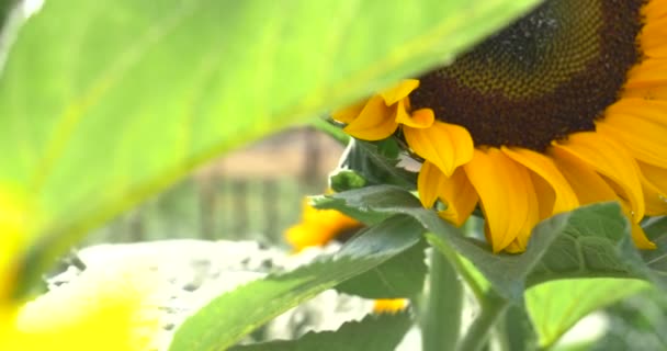 Einem Sonnigen Tag Eine Schöne Bunte Sonnenblume Gelb Orange Schwarz — Stockvideo