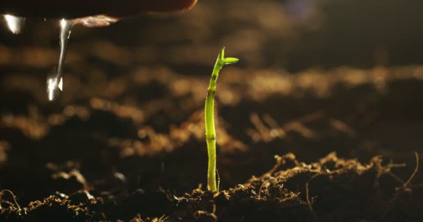 地面の土地 スローモーション映像で小さな植物の成長に水をまく人の部分的なプロフィール ビデオ — ストック動画
