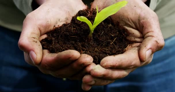 Vista Parziale Video Rallentatore Mani Persona Che Tengono Terra Terra — Video Stock