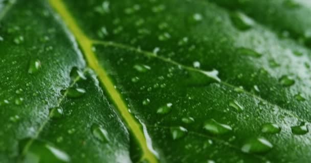 Full Frame Macro Video Green Leaf Surface Water Drops — Stock Video