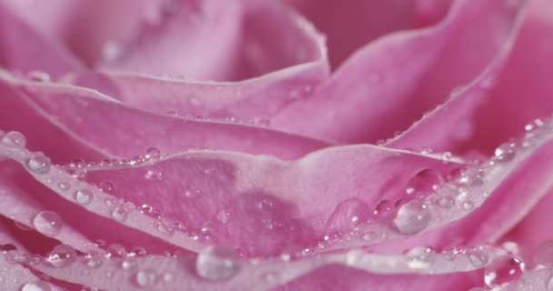 Vollbild-Makro-Video von rosa Rosenblättern 