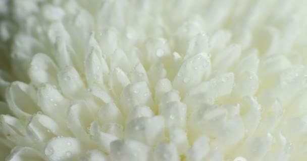 Vollbild Makrovideo Von Weißen Blütenblättern Mit Tröpfchen — Stockvideo