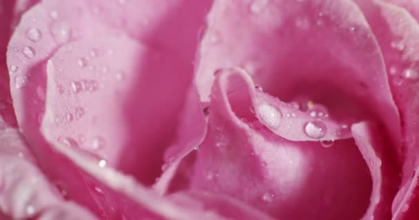 Close Macro Vídeo Molhado Rosa Pétalas Rosa — Vídeo de Stock