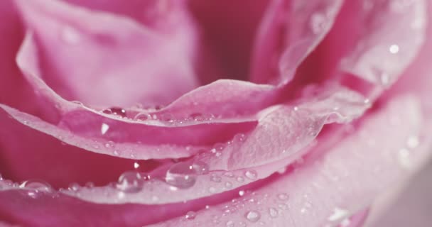 Nahaufnahme, Makro-Video von rosa Rosenblättern Regentropfen 