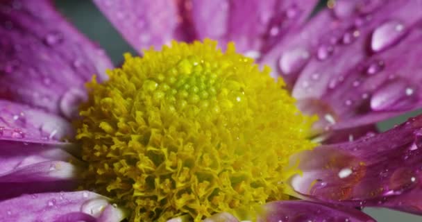 Full Frame Macro Video Flower Petals Droplets — Stock Video