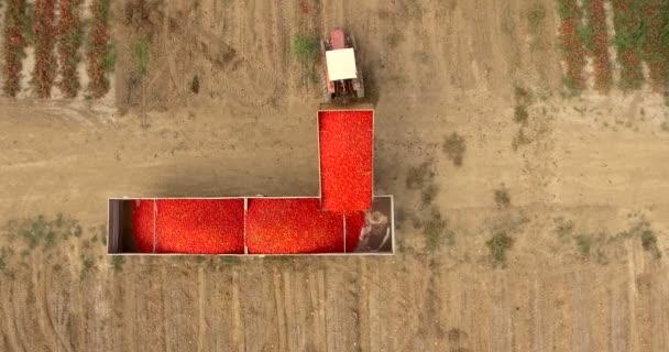 収穫のフィールド 空撮にトラクターのビデオ — ストック動画