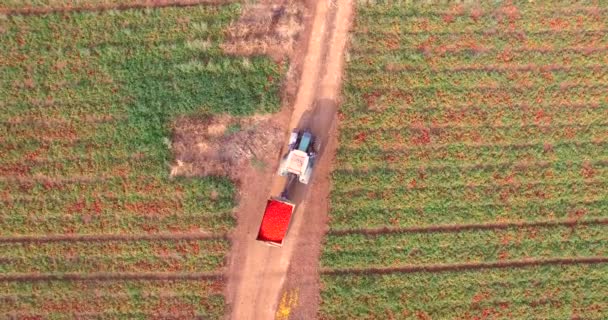 Vídeo Trator Campo Colheita — Vídeo de Stock