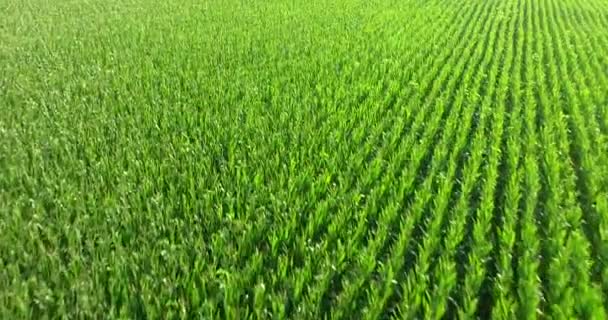 Aerial View Bio Corn Field Sunny Day Concept Agriculture Nature — Stock Video