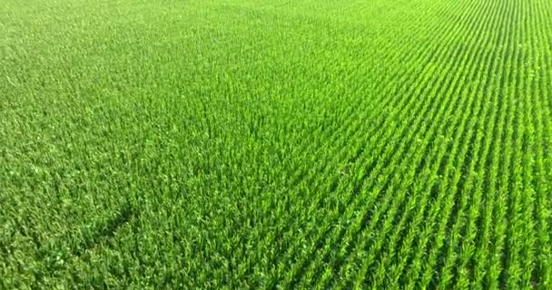 Luftaufnahme Eines Bio Maisfeldes Einem Sonnigen Tag Konzept Von Landwirtschaft — Stockvideo