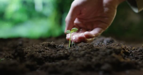 Vídeo Vista Parcial Pessoa Rega Mão Crescente Minúscula Planta Terra — Vídeo de Stock