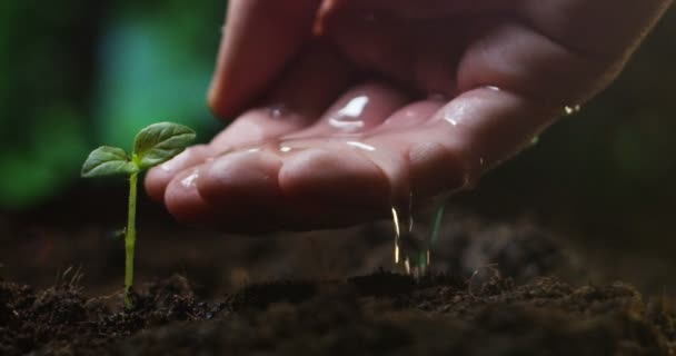 Відео Частковим Оглядом Водопоїдання Рук Людини Вирощує Дрібну Рослину Землі — стокове відео