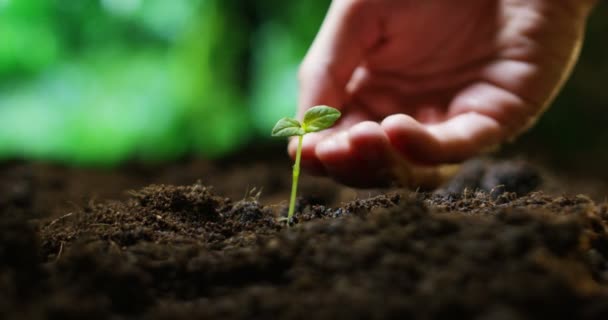 地面の土地に小さな植物の成長に水をまく人手の部分ビュー動画 — ストック動画