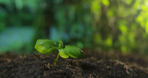 微小的绿色植物生长在土壤下的雨 — 图库视频影像