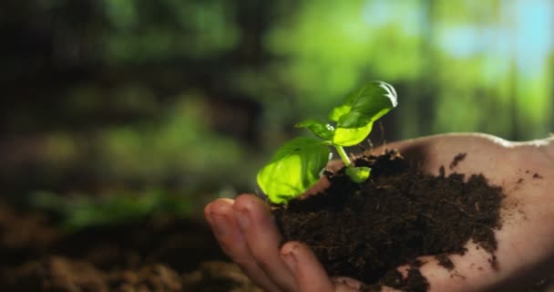 Delvis Havsutsikt Video Person Hand Och Plantera Små Träd Marken — Stockvideo