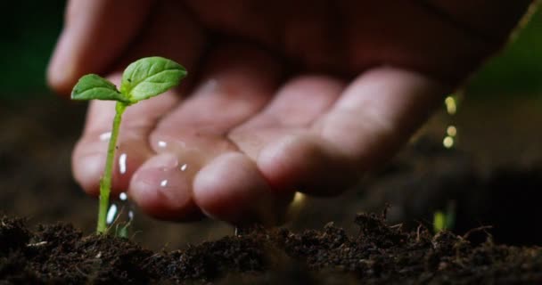 Częściowy Widok Wideo Makro Dłoni Osoby Podlewanie Rozwój Małych Roślin — Wideo stockowe