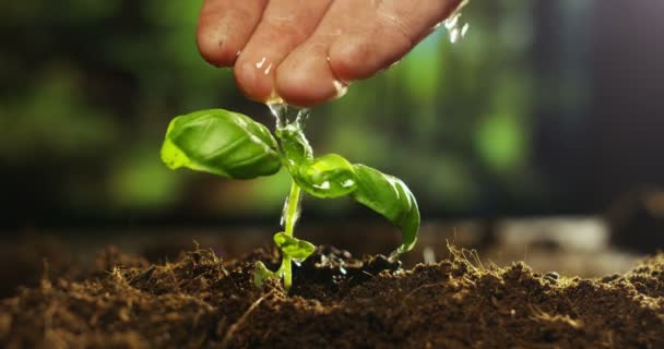 Video Rallentatore Irrigazione Mano Umana Crescente Piccola Pianta Terra Terra — Video Stock