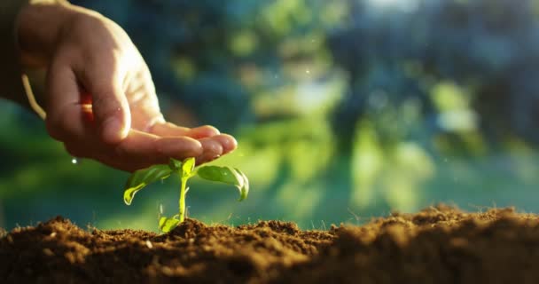 Видео Замедленного Движения Человек Ручной Полив Растущее Маленькое Растение Земле — стоковое видео