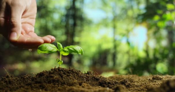 Video Cámara Lenta Mano Persona Riego Crecimiento Pequeña Planta Tierra — Vídeo de stock