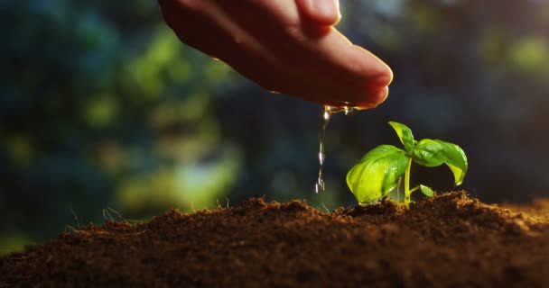 Gedeeltelijke Weergave Video Van Persoon Hand Water Groeiende Kleine Plant — Stockvideo