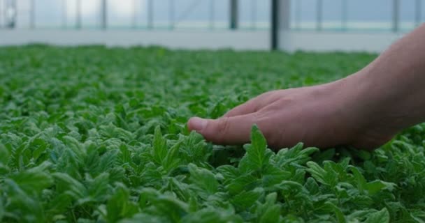 Movimento Lento Agricultor Mão Tocando Plantas Frescas Verde Crescente — Vídeo de Stock