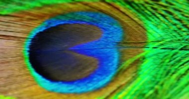 tavus kuşu tüyü, tavus kuşu tüyü göz video kadar kapatın