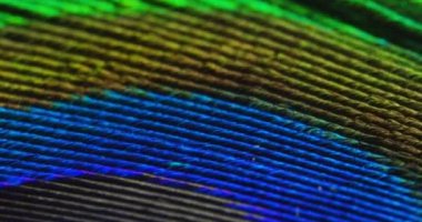 tavus kuşu kuyruk tüy video kadar kapatın 